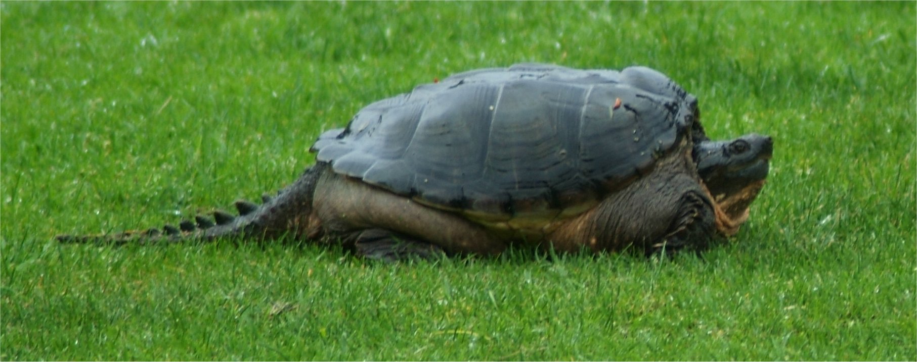 piccolo dinosauro